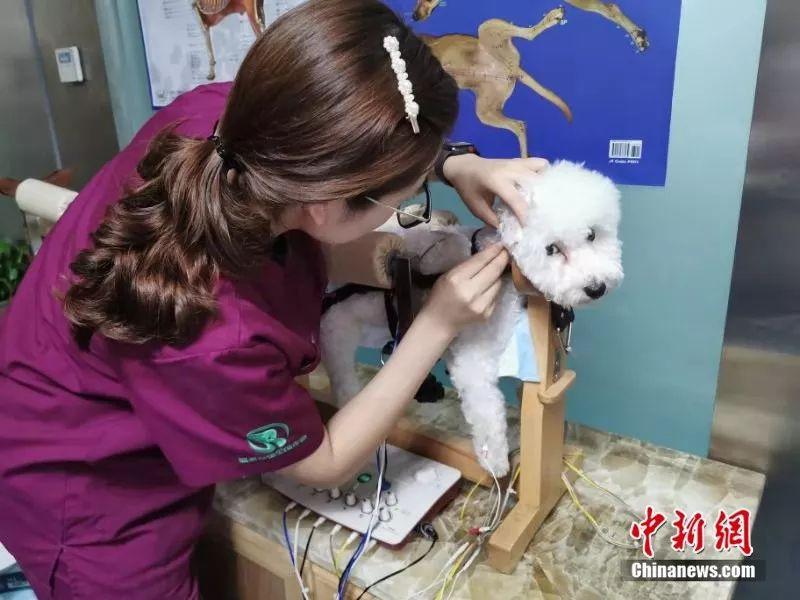宠物中医诊所,宠物针灸真的可以治狗吗