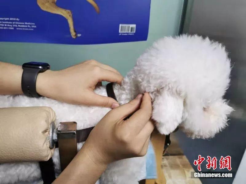 宠物中医诊所,宠物针灸真的可以治狗吗