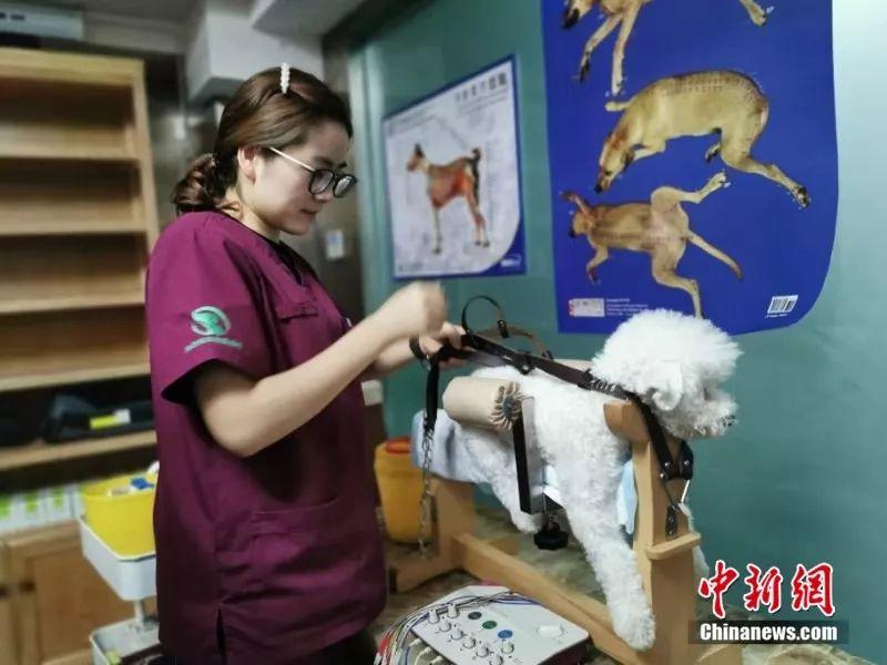 宠物中医诊所,宠物针灸真的可以治狗吗