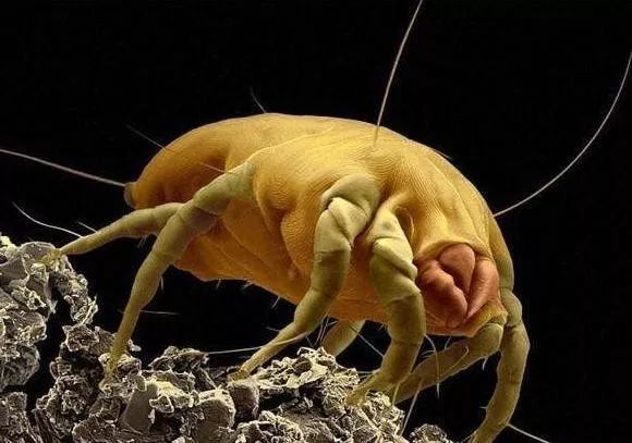 夏季皮肤过敏如何护理,夏天皮肤过敏最佳治疗方法