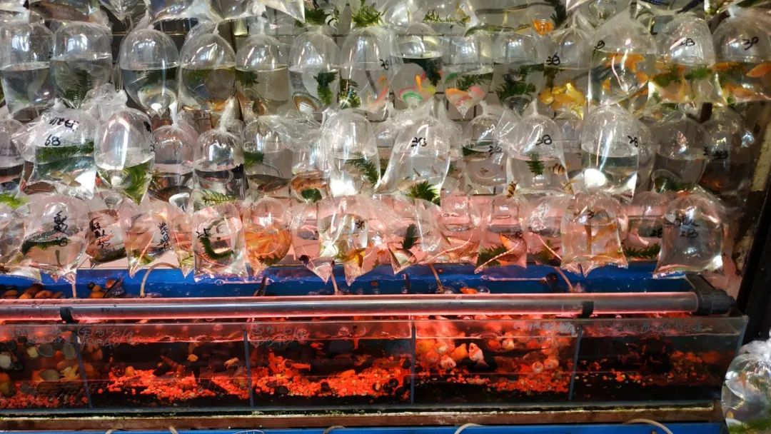 香港值得去的购物街,香港购物必去的街