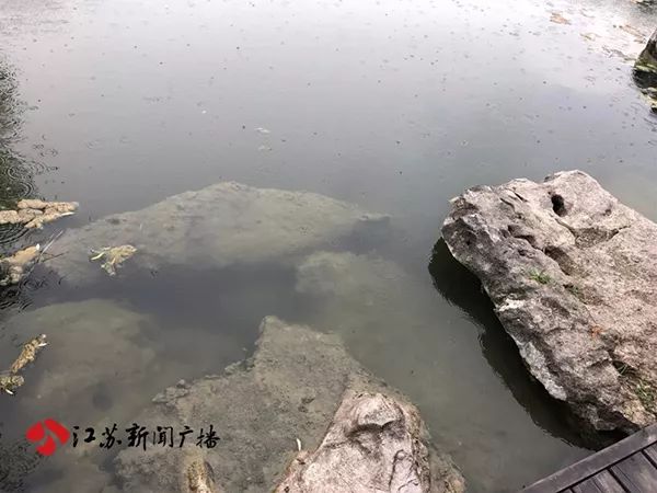 最美婚纱照摆拍有处理结果了吗,近期刷屏的婚纱照