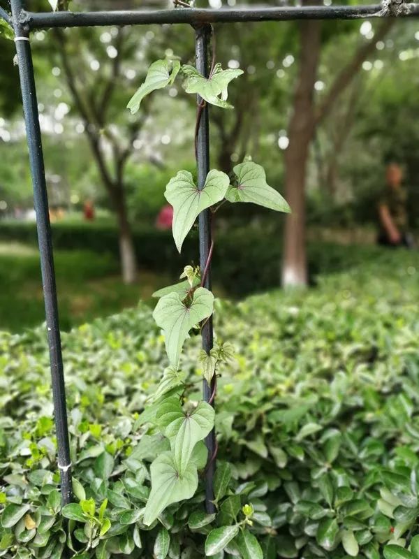 山药和山药豆的效果一样吗,吃山药豆有什么好处与坏处