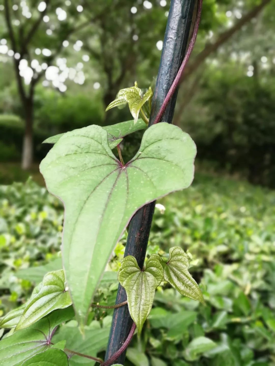 山药和山药豆的效果一样吗,吃山药豆有什么好处与坏处