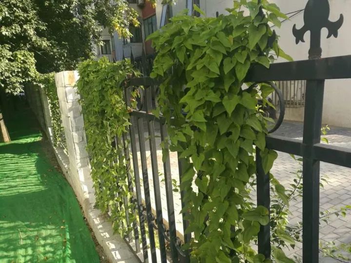 山药和山药豆的效果一样吗,吃山药豆有什么好处与坏处