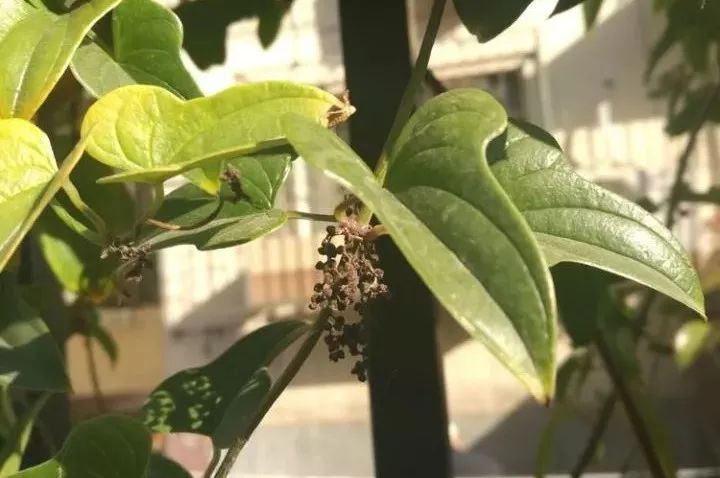 山药和山药豆的效果一样吗,吃山药豆有什么好处与坏处