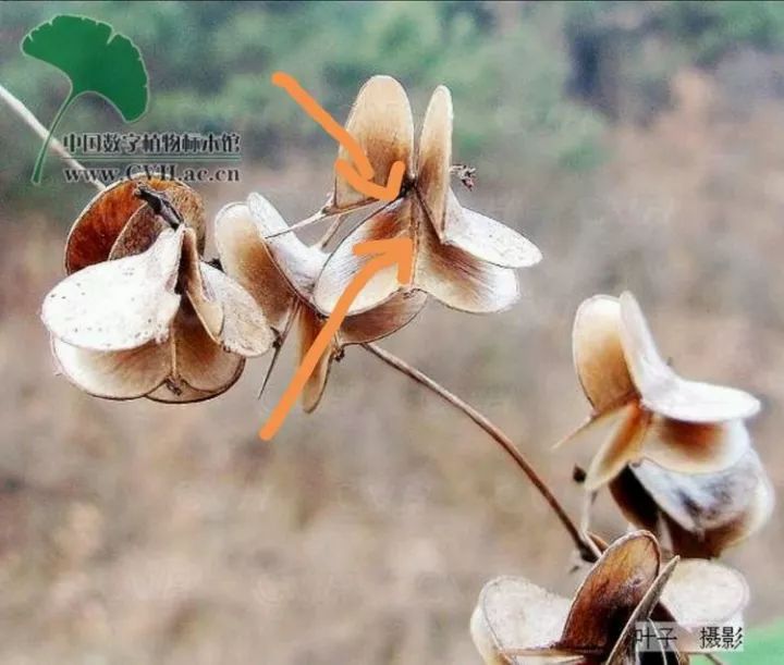 山药和山药豆的效果一样吗,吃山药豆有什么好处与坏处