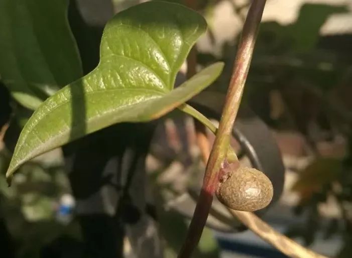 山药和山药豆的效果一样吗,吃山药豆有什么好处与坏处
