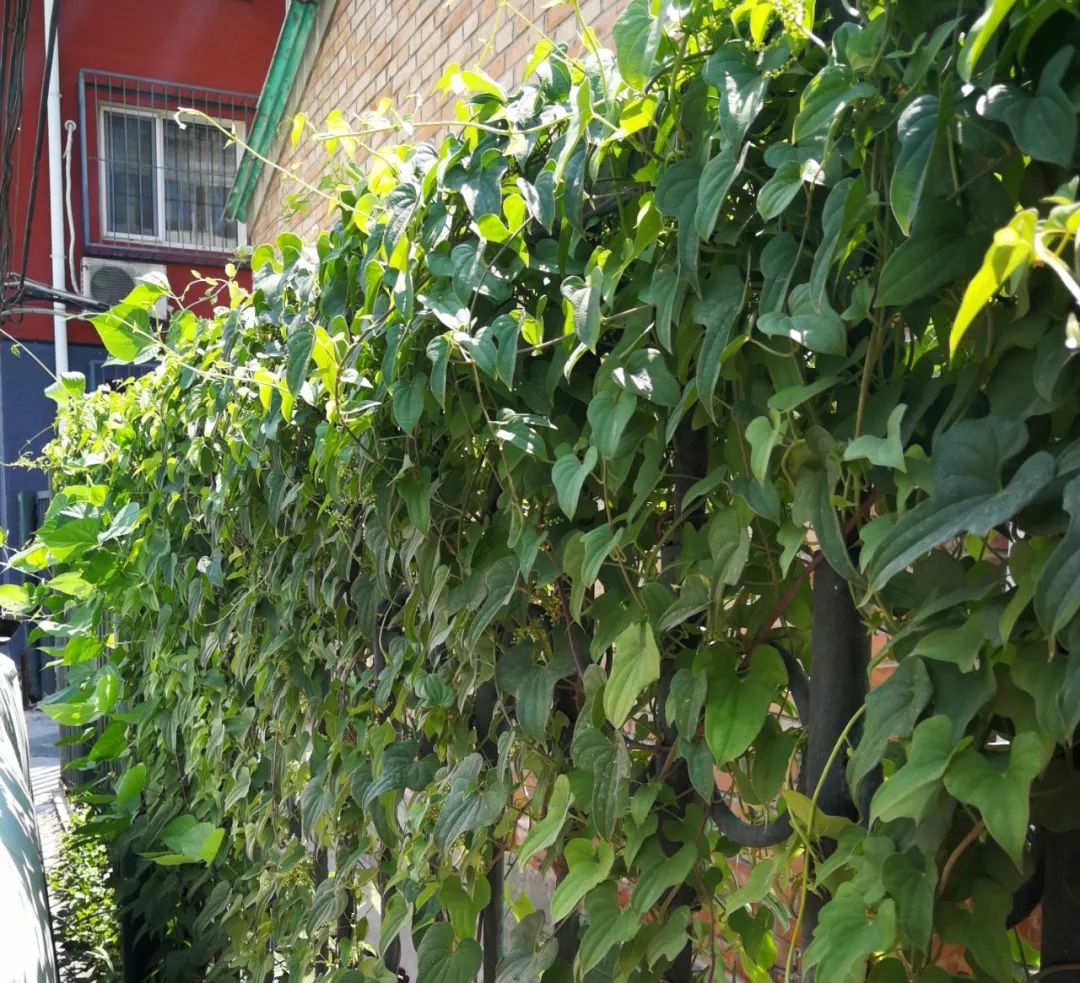 山药和山药豆的效果一样吗,吃山药豆有什么好处与坏处