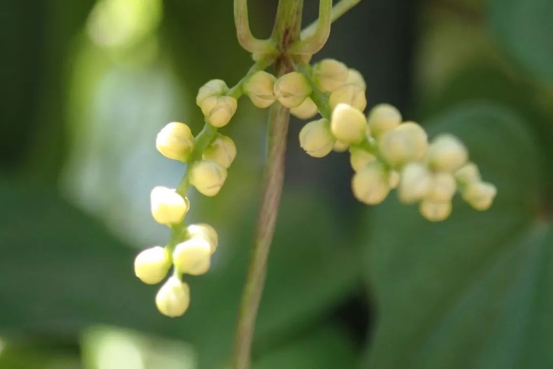 山药和山药豆的效果一样吗,吃山药豆有什么好处与坏处