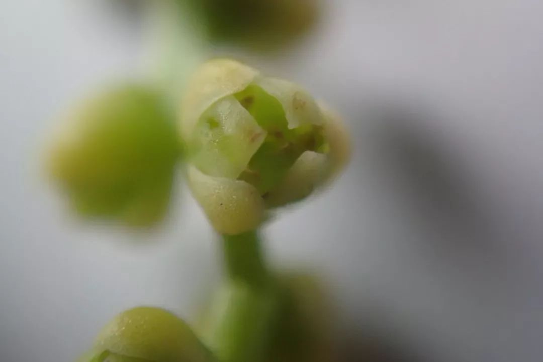 山药和山药豆的效果一样吗,吃山药豆有什么好处与坏处
