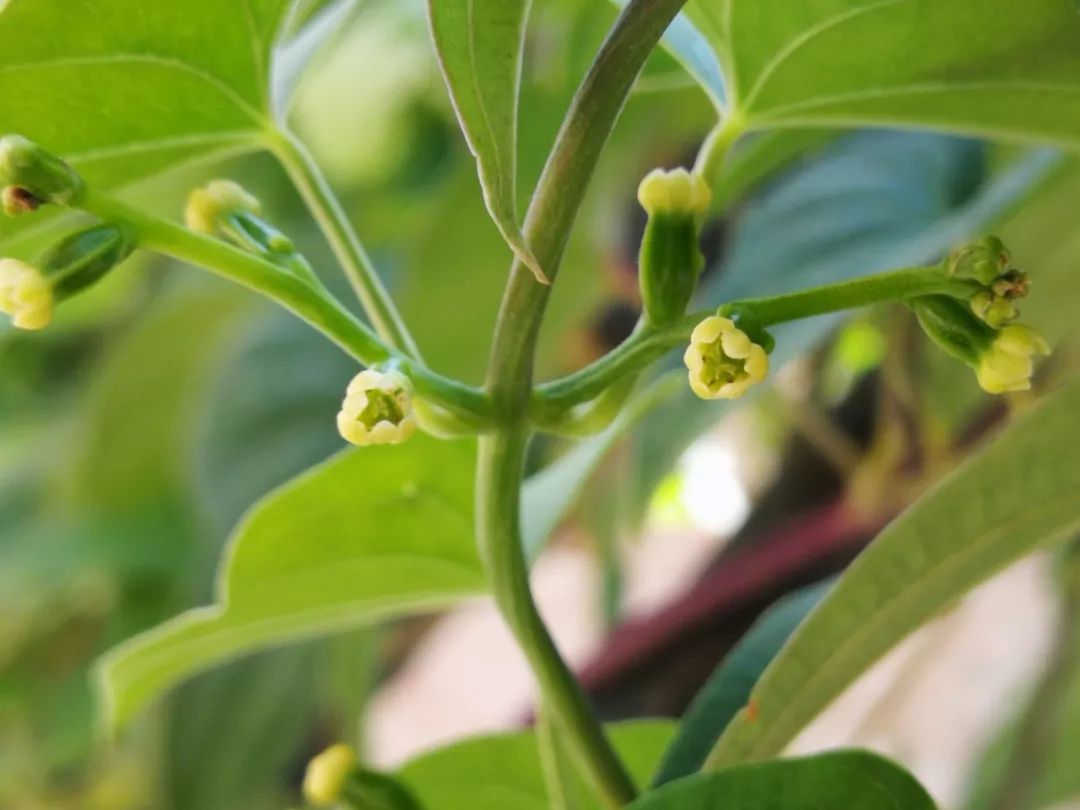 山药和山药豆的效果一样吗,吃山药豆有什么好处与坏处