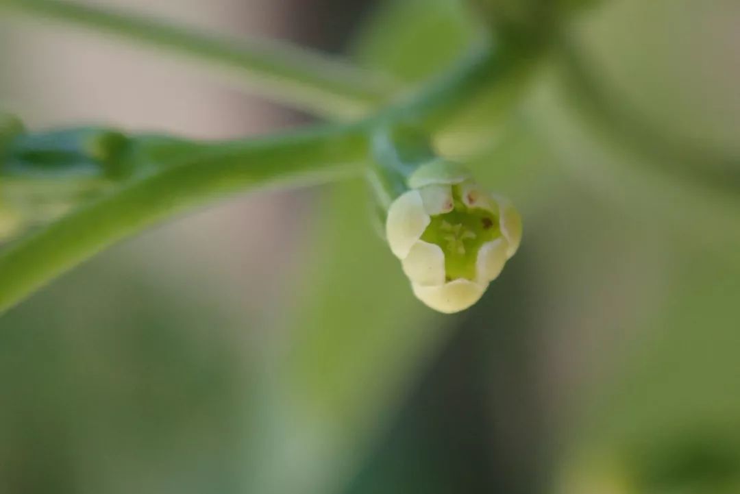 山药和山药豆的效果一样吗,吃山药豆有什么好处与坏处