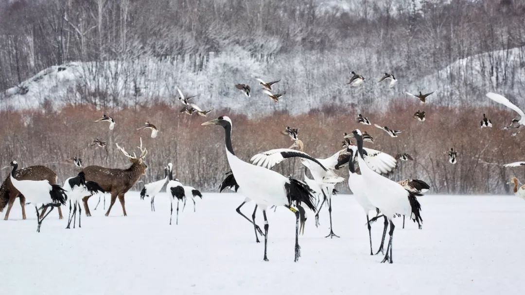 日本最后的秘境,日本最北端北海道