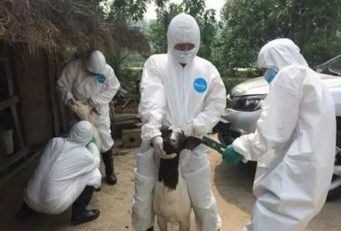 教你给羊打针,给羊打针打不好会怎么样