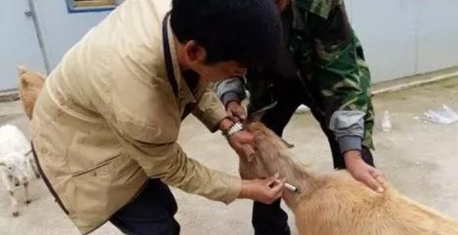 教你给羊打针,给羊打针打不好会怎么样