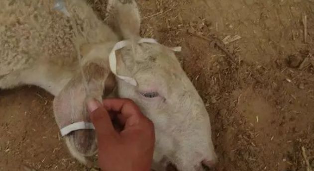 教你给羊打针,给羊打针打不好会怎么样