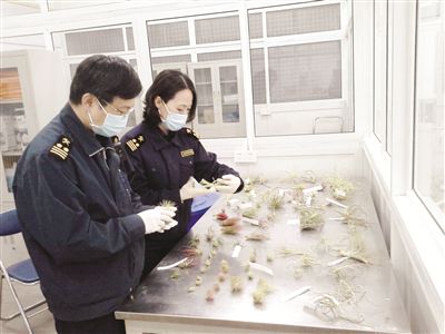 天津物种入侵,天津外来物种入侵