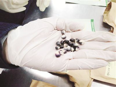 天津物种入侵,天津外来物种入侵