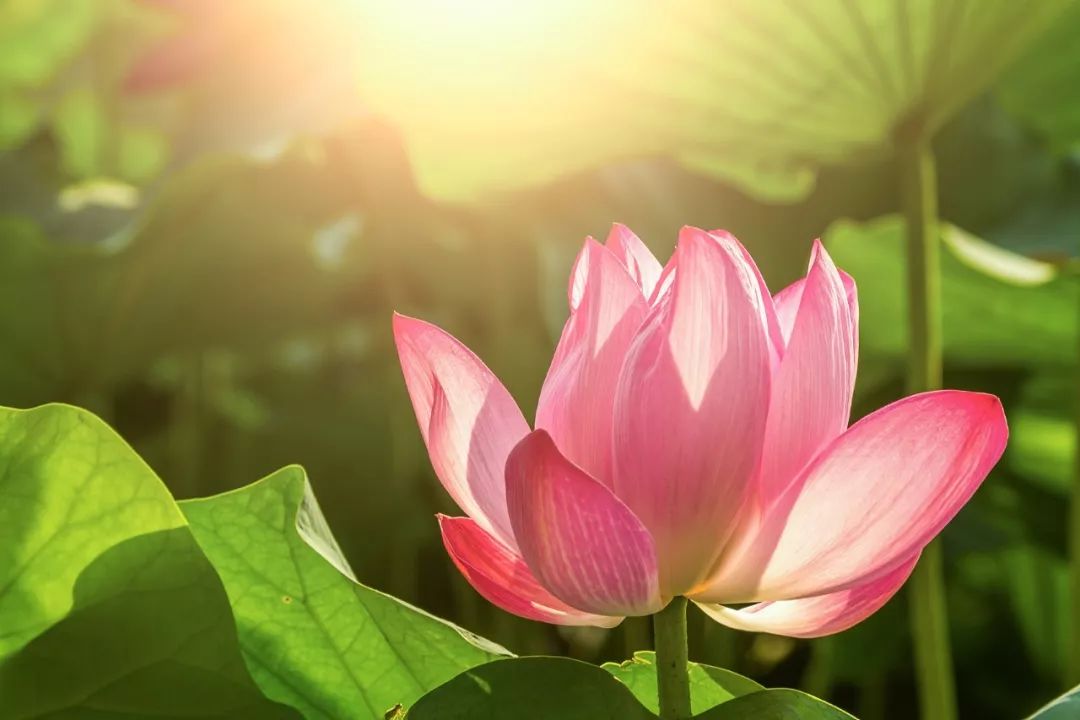 100个极易错的字,一读就错的100个常见字