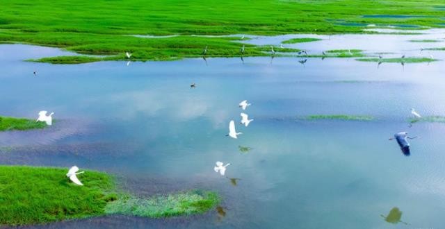 朱鹮是东方白鹤吗,东方宝石朱鹮