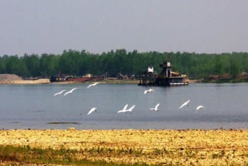 朱鹮是东方白鹤吗,东方宝石朱鹮