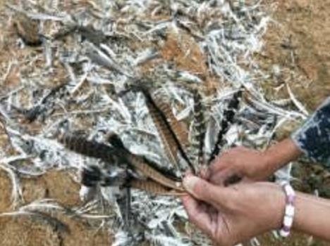 朱鹮是东方白鹤吗,东方宝石朱鹮