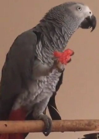 鹦鹉来电铃声视频,鹦鹉手机铃声怎么弄