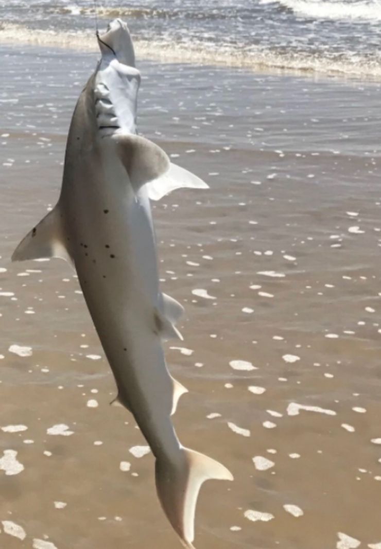 遇到鲨鱼或者鳄鱼怎么办,在野外遇到鳄鱼该怎么自救视频