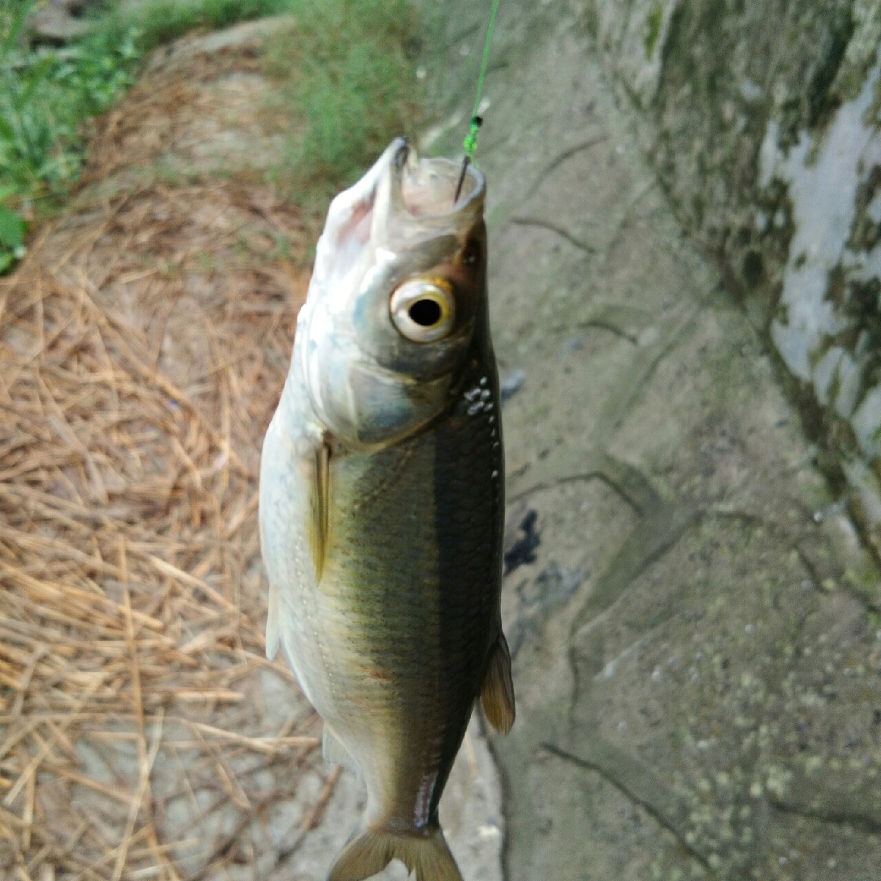 鍑哄笀鏈嵎韬厛姝婚暱浣胯嫳闆勬唱濮嬪共,鍑哄笀鏈嵎韬厛姝绘姌鎴熸矇娌欐剰闅惧钩
