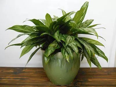 夏天房间开空调有臭味怎么解决,夏天空调有味换什么