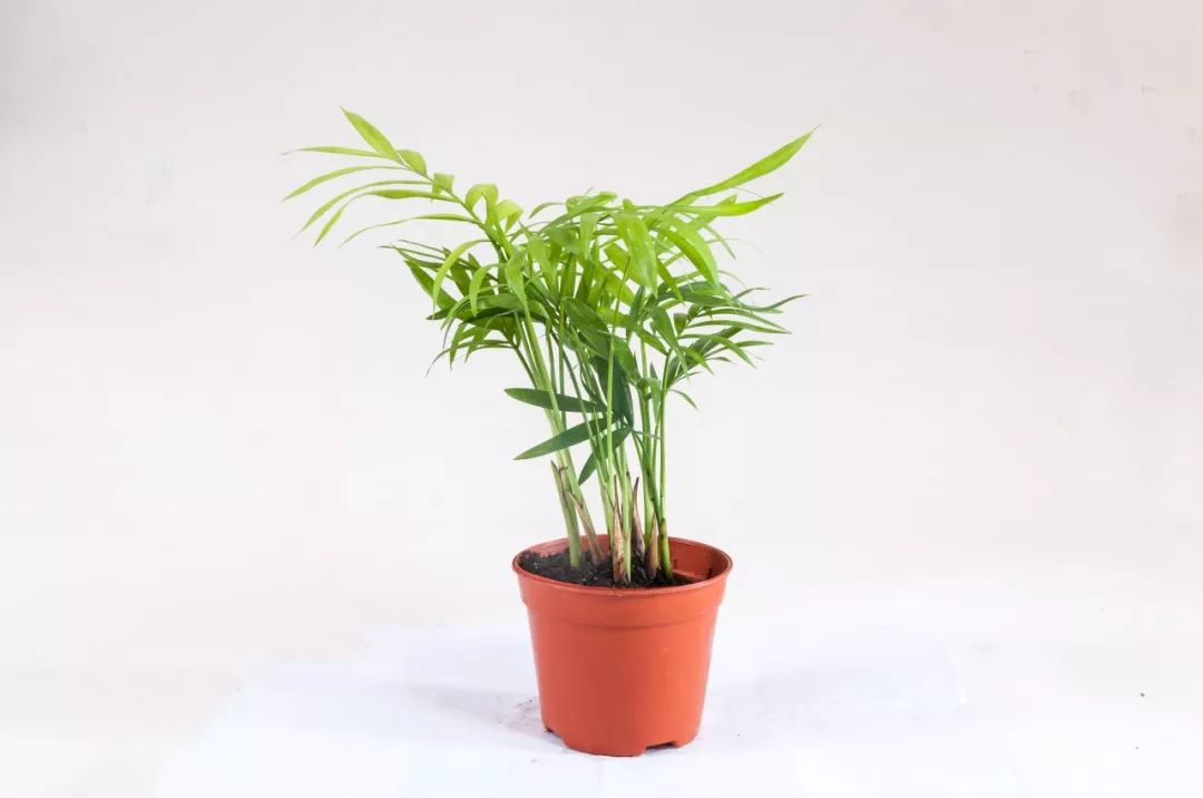 夏天房间开空调有臭味怎么解决,夏天空调有味换什么