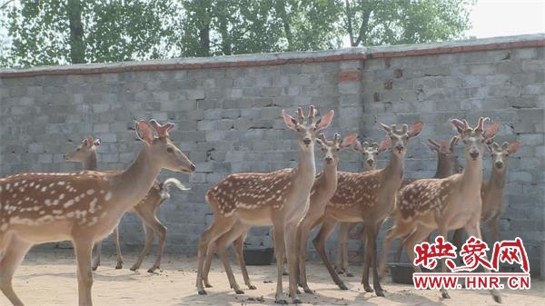 淮滨:致富新法子生财有门“鹿”