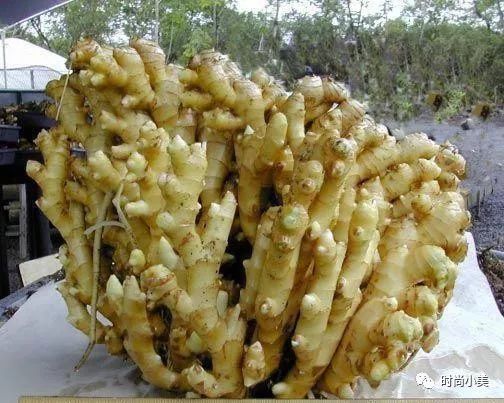 家庭盆栽生姜选什么生姜种好,生姜盆栽种植用什么样的姜