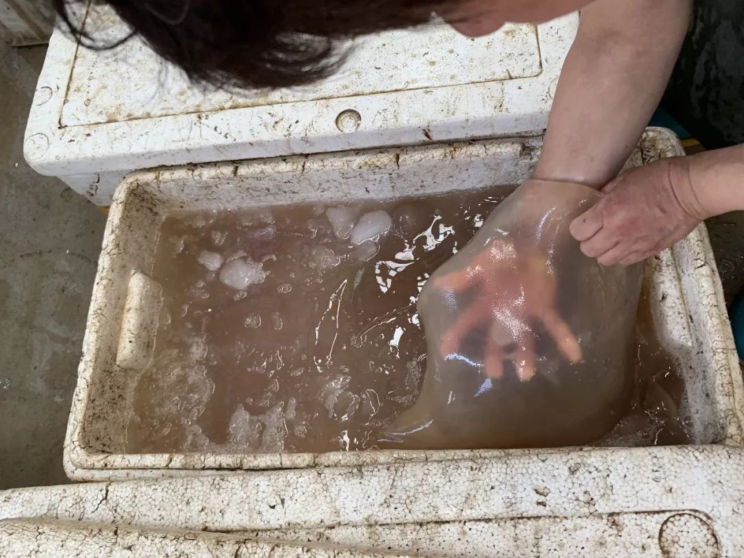 它来了，它来了，这种神秘的海产品随着入伏走来了~