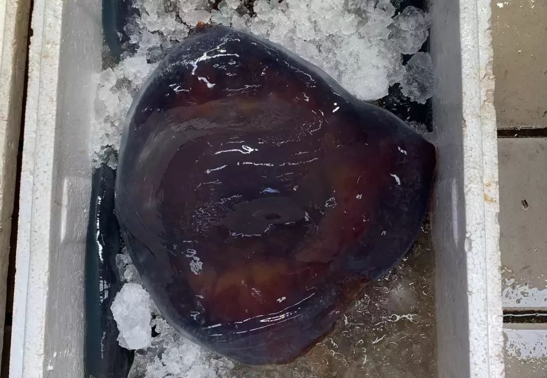 它来了，它来了，这种神秘的海产品随着入伏走来了~