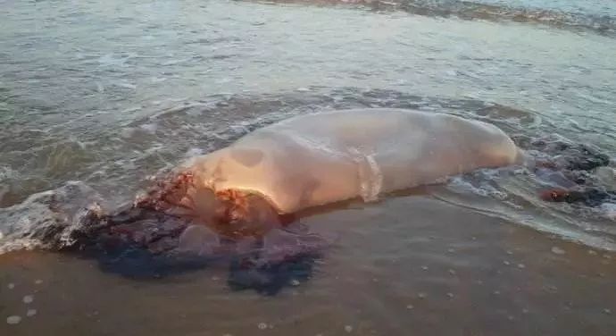 它来了，它来了，这种神秘的海产品随着入伏走来了~