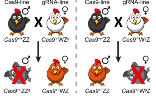 出生小鼠基因编辑,科学家对胚胎进行基因编辑