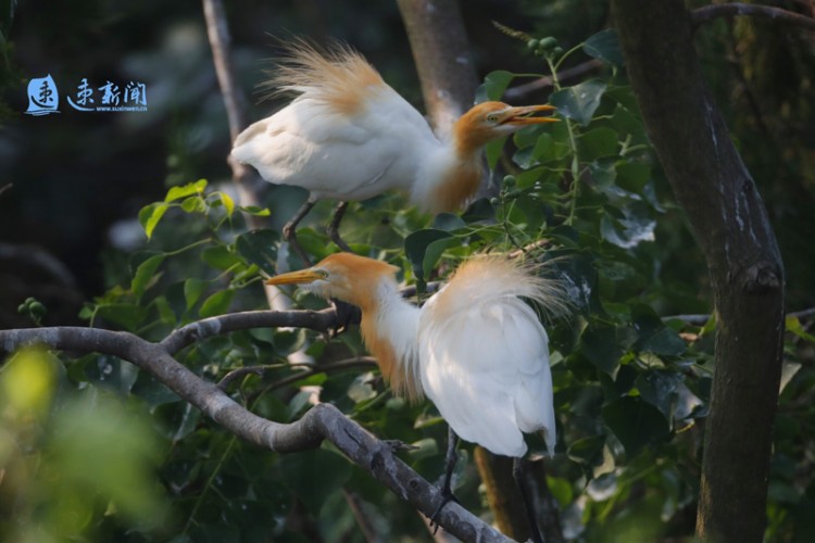 守护这一湖碧水泗洪这样做