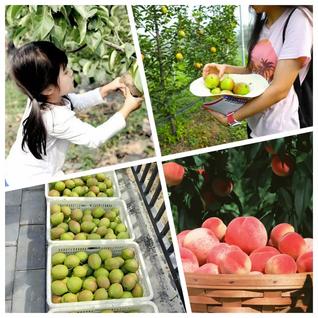 库尔勒特惠鲜梨,逛吃通州