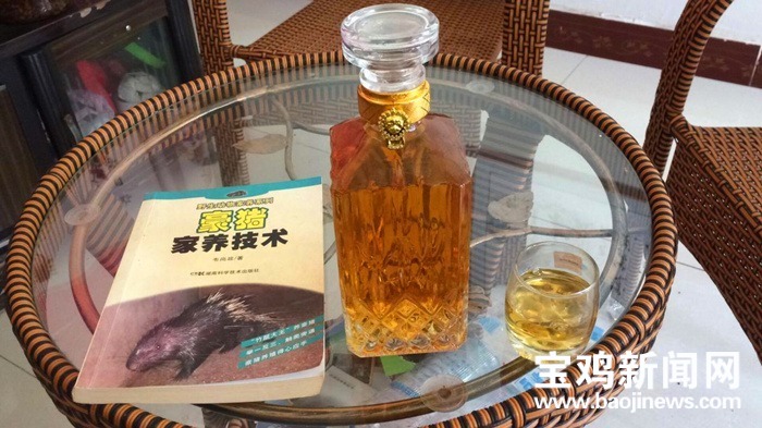 豪猪养殖致富之门,致富经豪猪养殖视频