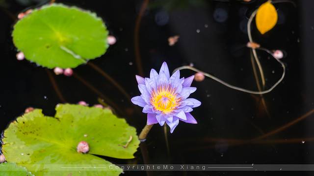 带着爸妈去旅行完整版,澳门父母一日游
