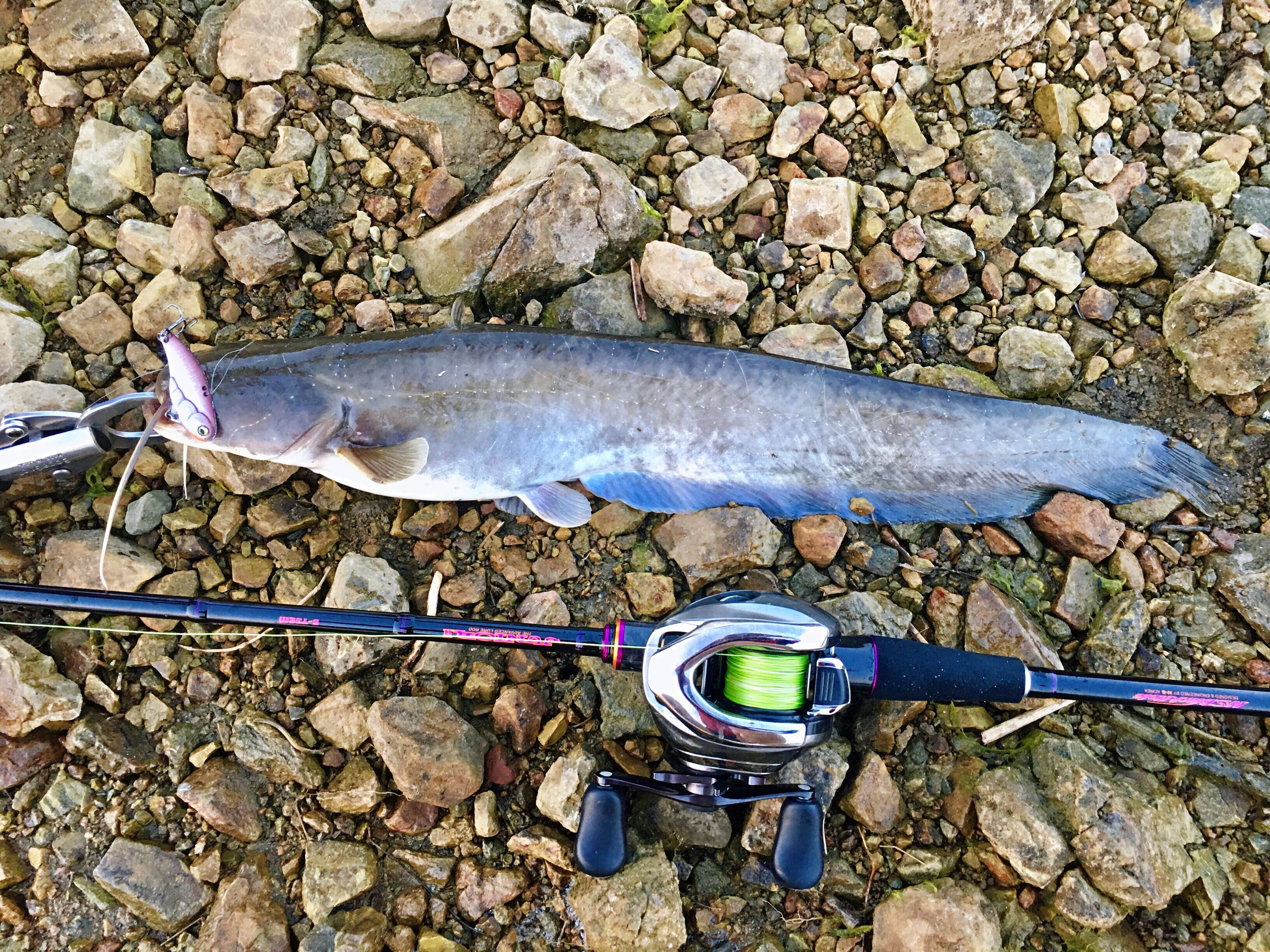 丽娜钓鱼,丽娜的钓鱼日记