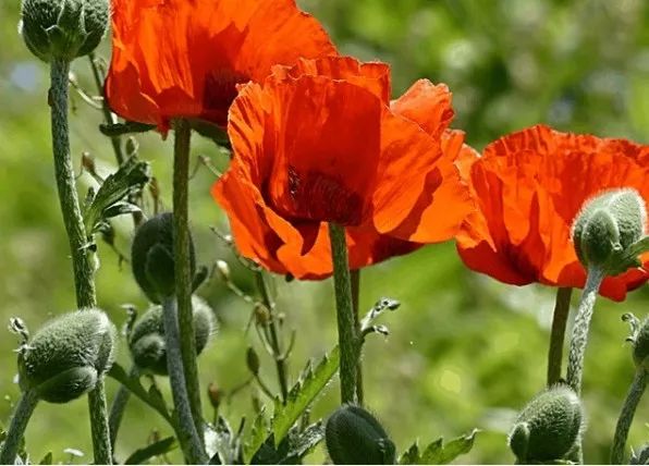 【*品毒**知识宣传】*品毒**基础知识、什么是新型*品毒**？新型*品毒**怎么分类？会有哪些危害……为什么会有人吸毒？如何正确对待吸毒者？