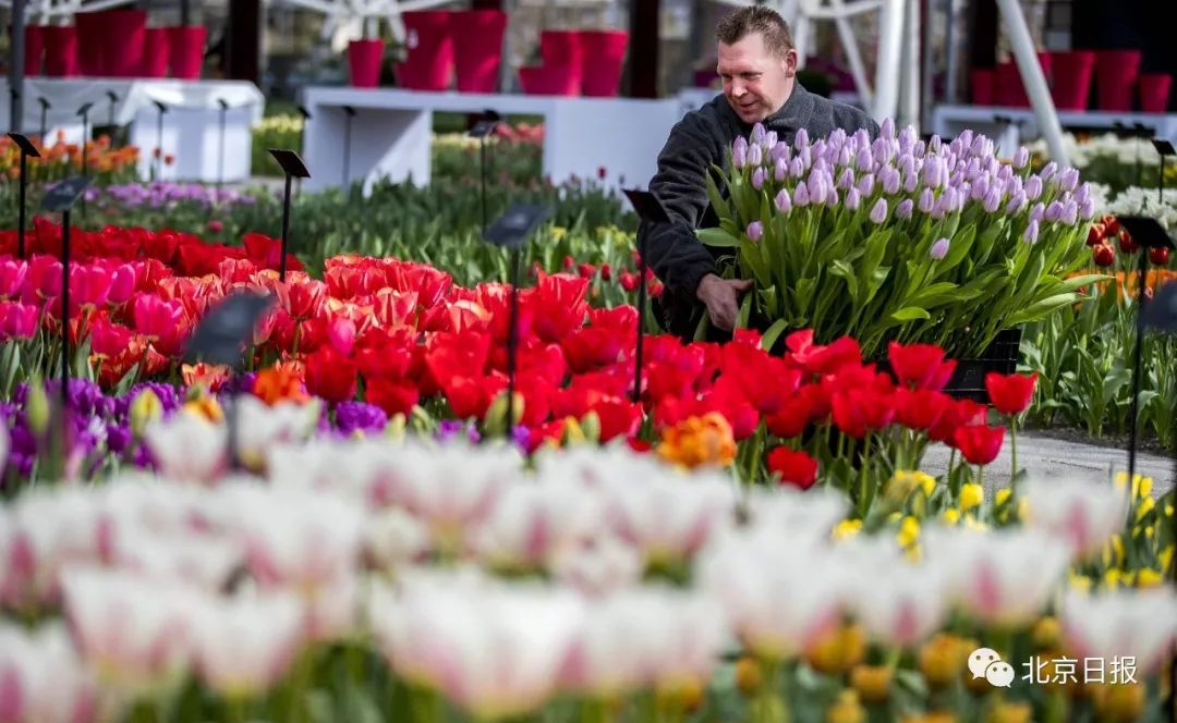 中国官方承认的国花选出来了吗,中国的国花目前选出来了吗