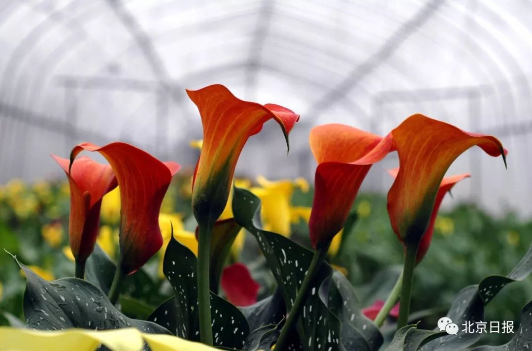 中国官方承认的国花选出来了吗,中国的国花目前选出来了吗