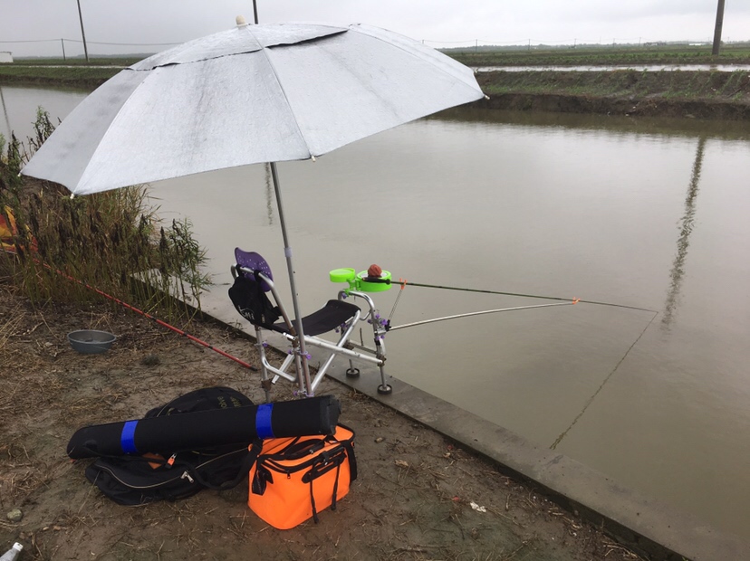 崇明钓昂刺,崇明岛野钓昂刺鱼