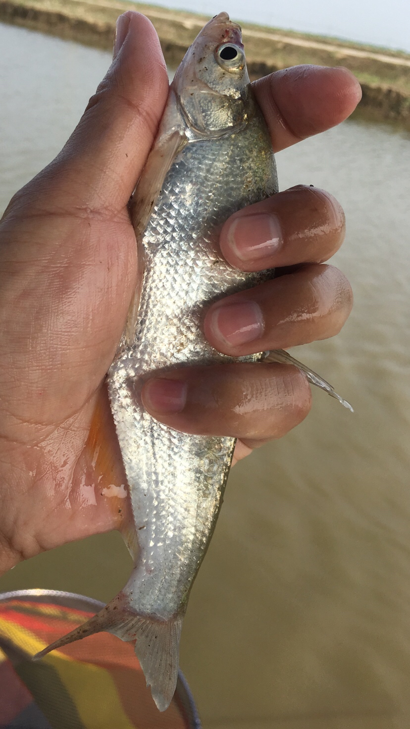 崇明钓昂刺,崇明岛野钓昂刺鱼