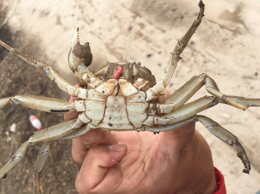 崇明钓昂刺,崇明岛野钓昂刺鱼
