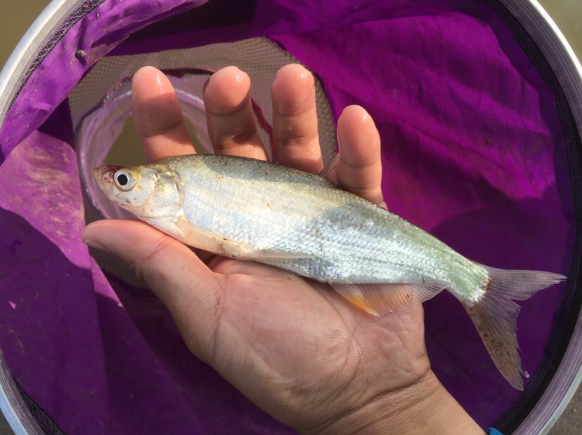 崇明钓昂刺,崇明岛野钓昂刺鱼